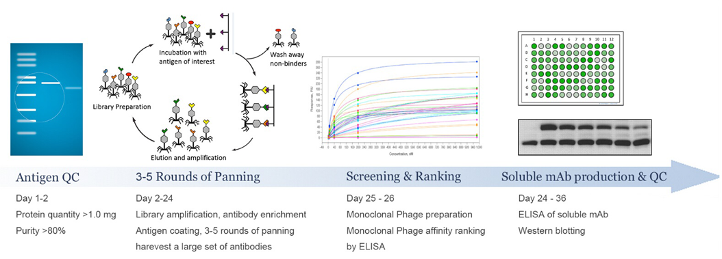 phage display antibody production