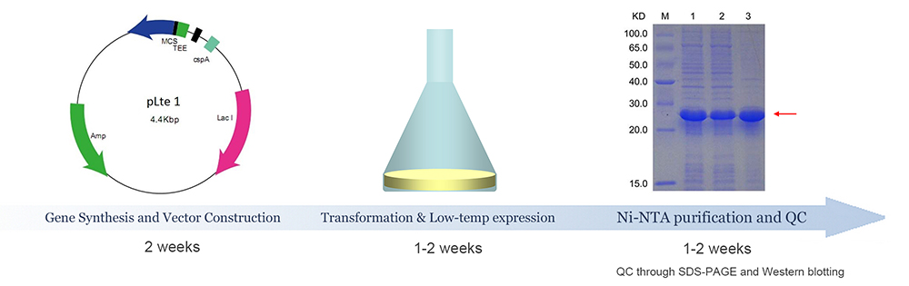 protein expression timeline