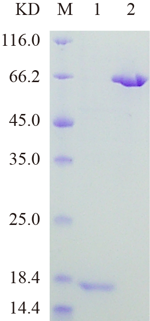重组人CAC1G蛋白