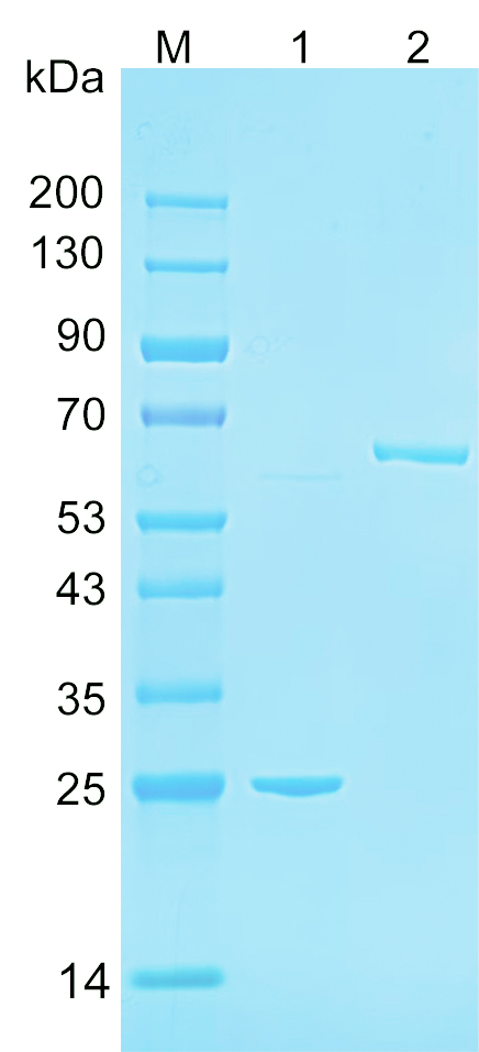 重组人NPS3B蛋白
