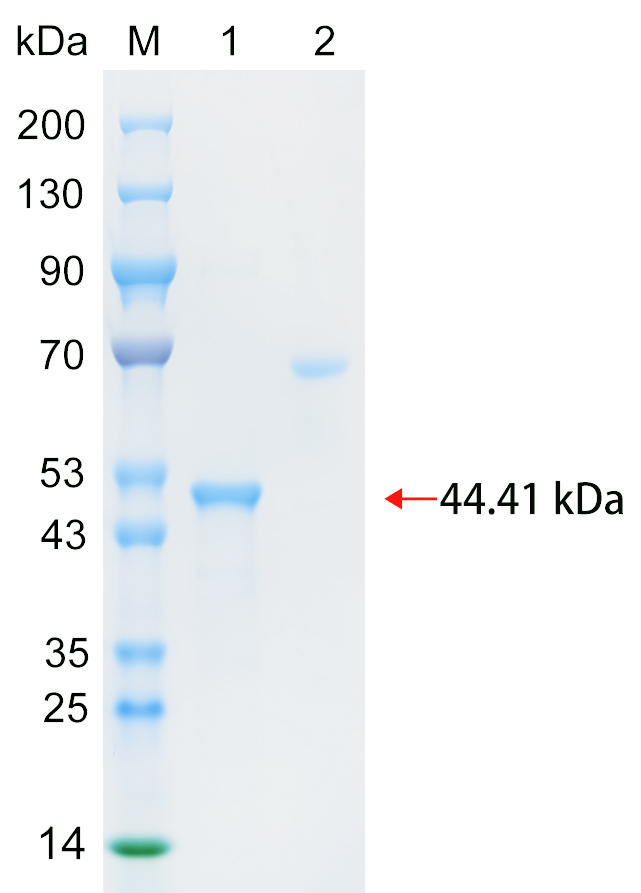 重组人ZN430蛋白