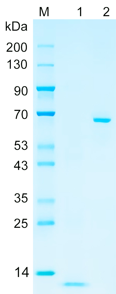 重组人TVA21蛋白